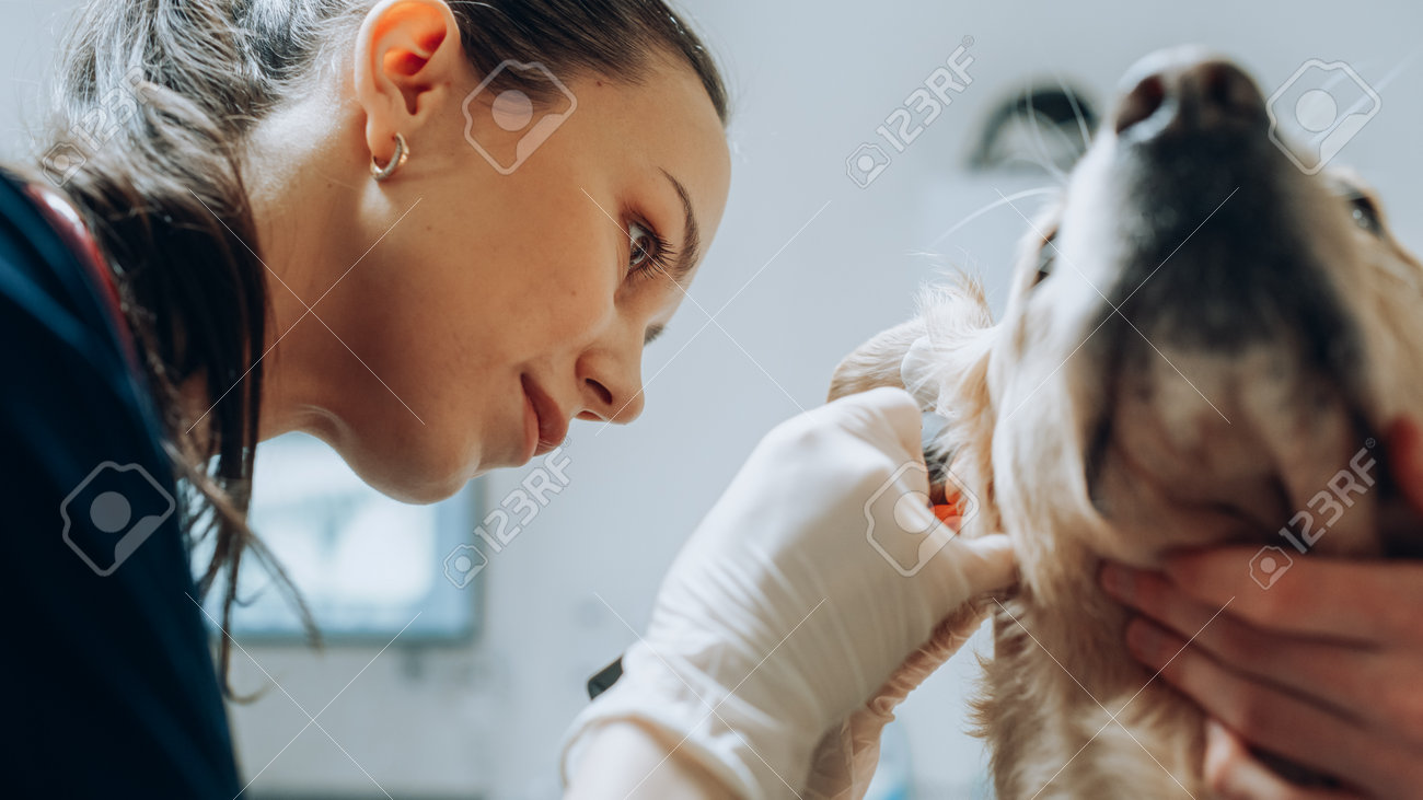 Close up of a veterinarian examining the ear of a pet golden retriever.