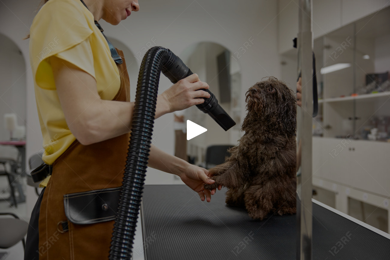 Professional female groomer drying fluffy purebred dog fur after washing.