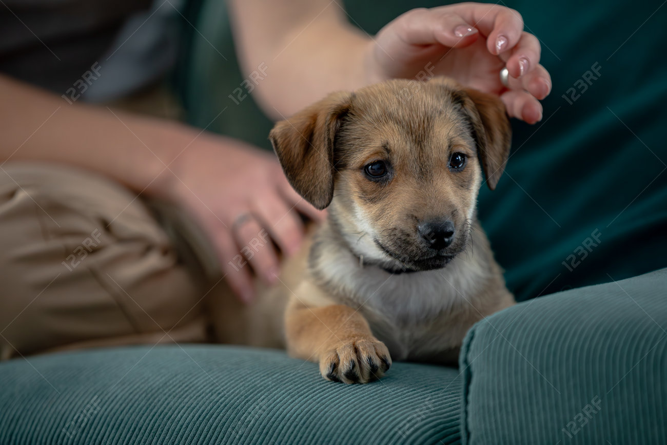 Adorable puppy comfortably relaxing on the couch with a human hand gently nearby.